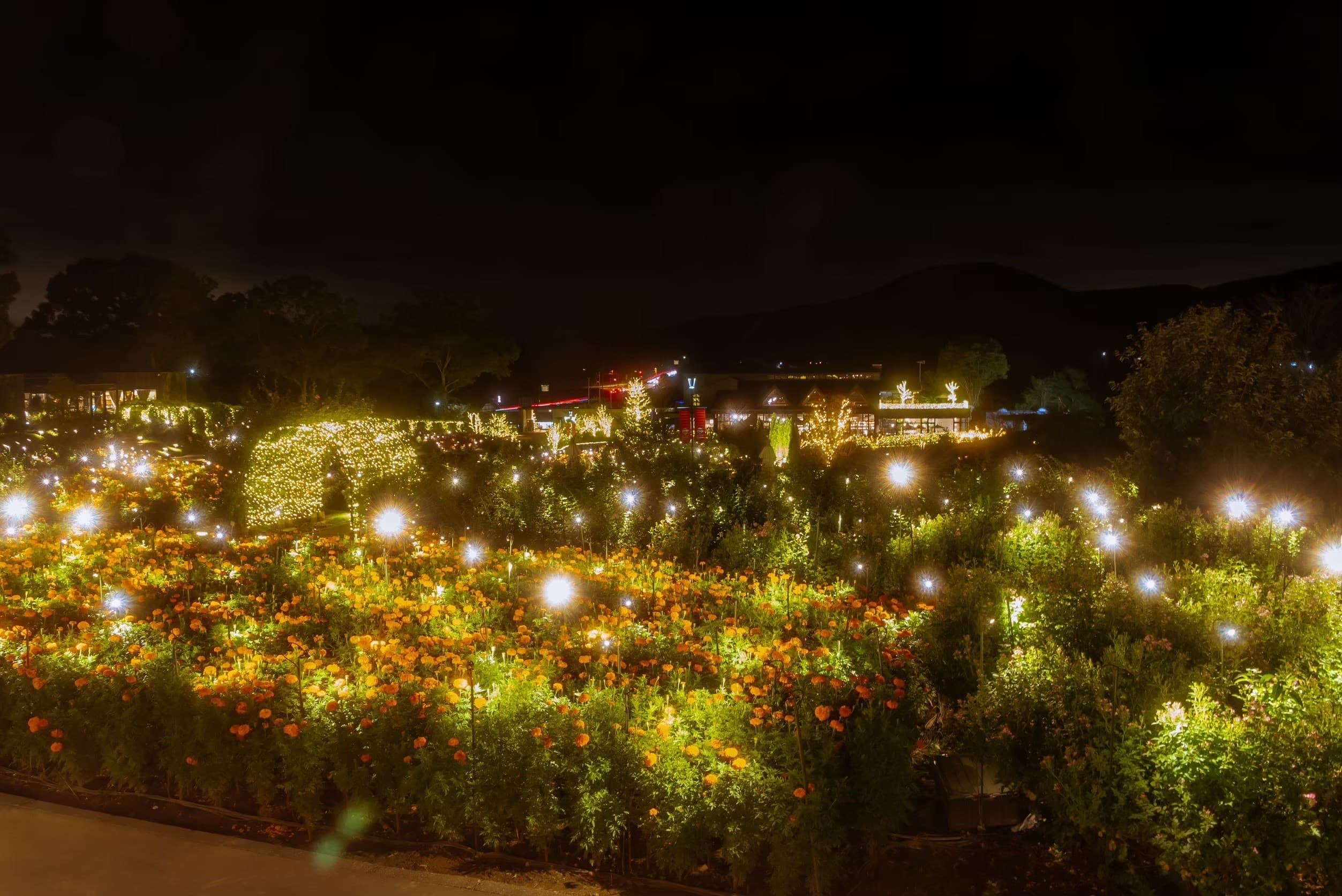 Moonlight Rose Garden 2022 - 2